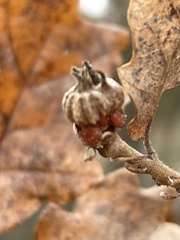 Andricus galeatus