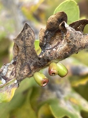 Andricus gallaeurnaeformis