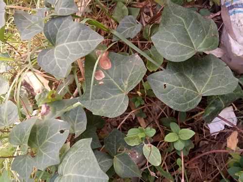 Image of Hedera algeriensis by (c) Karim Haddad, some rights reserved (CC BY)