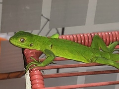 Iguana iguana