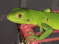 Iguana iguana
