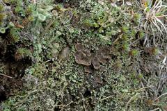 Peltigera lepidophora