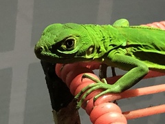 Iguana iguana