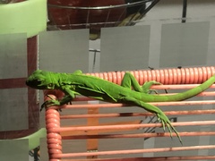 Iguana iguana