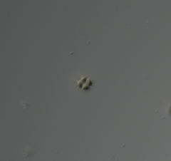 Tetrastrum staurogeniiforme