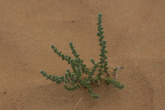 Camphorosmeae