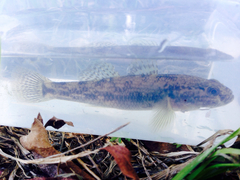Gobiomorphus cotidianus