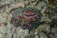 Lobactis scutaria
