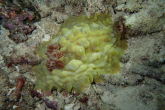 Asteronotus cespitosus