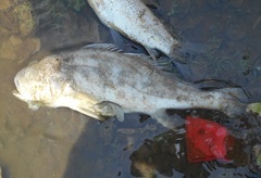 Plagioscion magdalenae