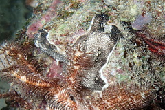 Leptoclinides reticulatus