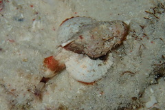 Scorpaenopsis macrochir