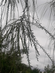 Parkinsonia aculeata