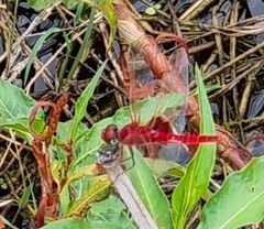 Urothemis