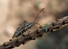 Cletoliturus lituripennis