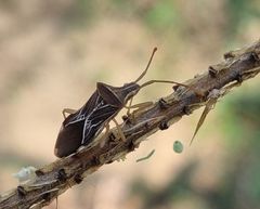 Cletoliturus lituripennis