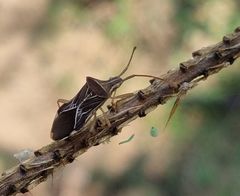 Cletoliturus lituripennis