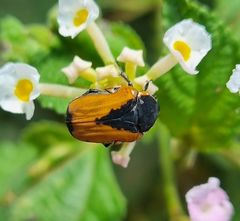 Dolichostethus levis