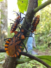 Spartocera pantomima