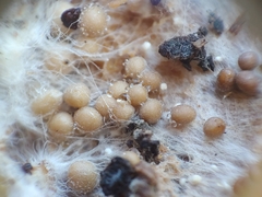 Athelia rolfsii