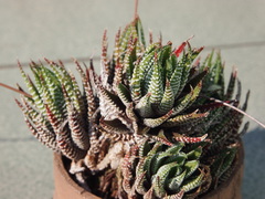 Haworthiopsis fasciata