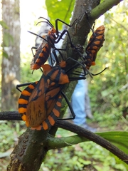 Spartocera pantomima