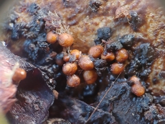 Athelia rolfsii