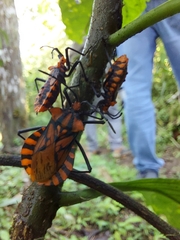 Spartocera pantomima