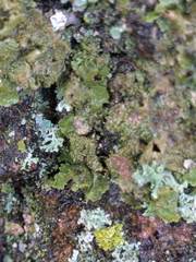 Melanohalea elegantula