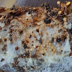 Athelia rolfsii