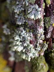 Melanohalea elegantula