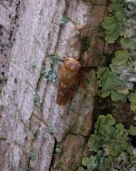 Rhytidodus decimusquartus