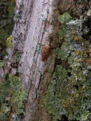 Rhytidodus decimusquartus