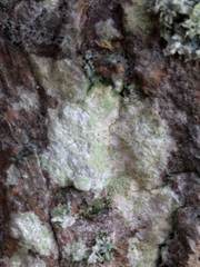 Lecanora expallens