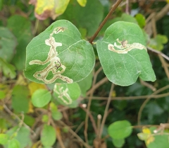 Phytomyza lonicerae