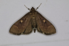 Herpetogramma sphingealis
