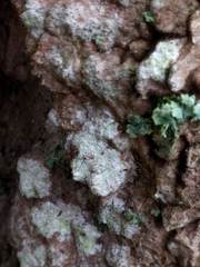 Lecanora expallens