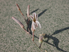 Haworthiopsis fasciata