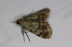 Epipaschia superatalis