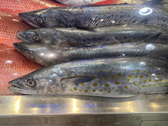 Scomberomorus sierra