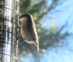Sitta pygmaea