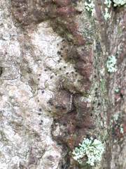 Hysterium angustatum