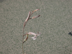 Haworthiopsis fasciata