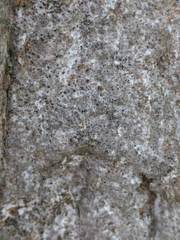 Pseudoschismatomma rufescens