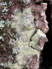 Lecanora barkmaniana