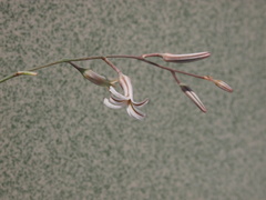 Haworthiopsis fasciata