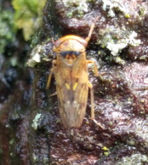 Rhytidodus decimusquartus