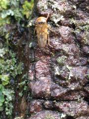 Rhytidodus decimusquartus
