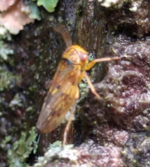 Rhytidodus decimusquartus