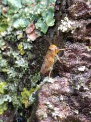 Rhytidodus decimusquartus
